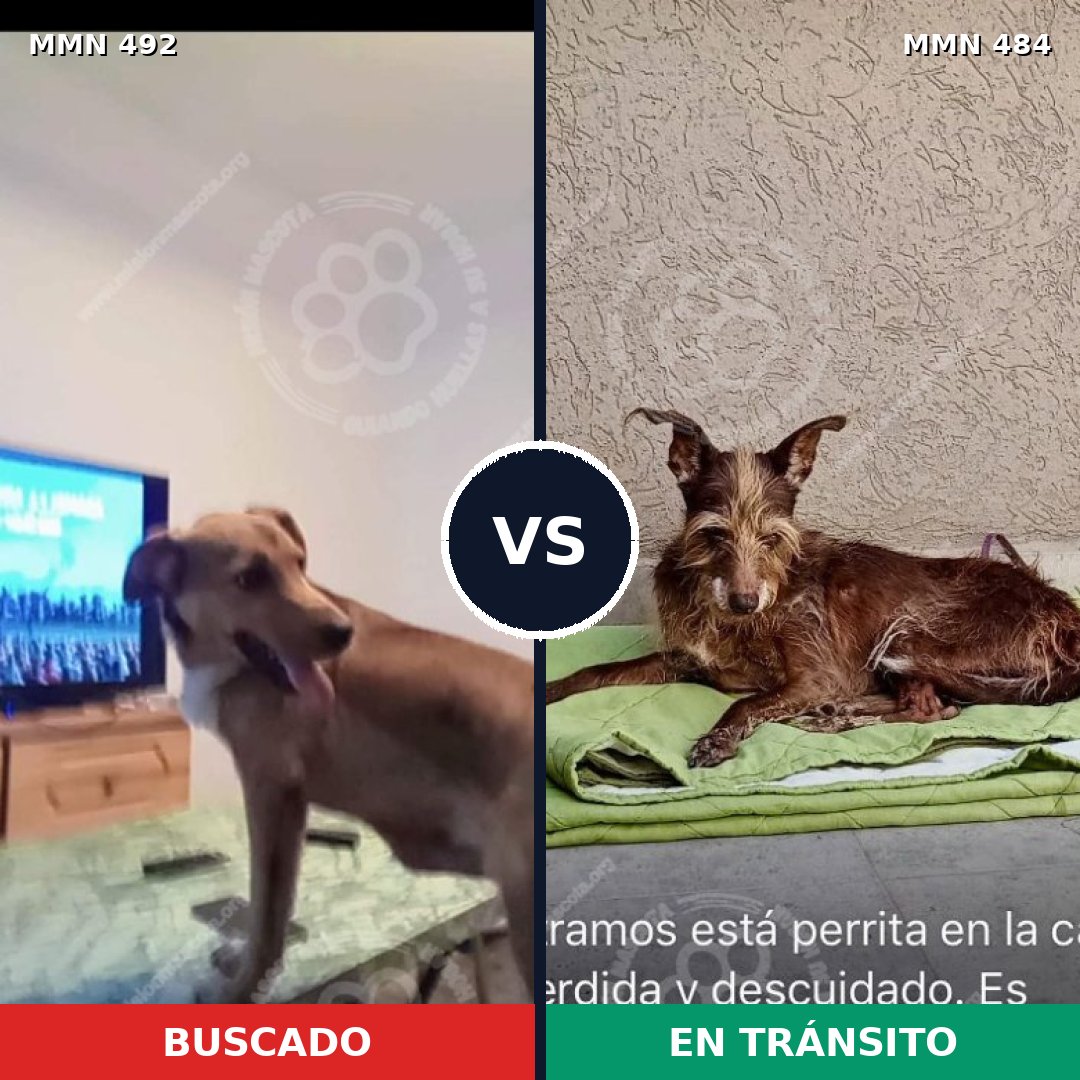 Comparativa MMS 8606: mascota perdida y mascota encontrada, 60% de similitud