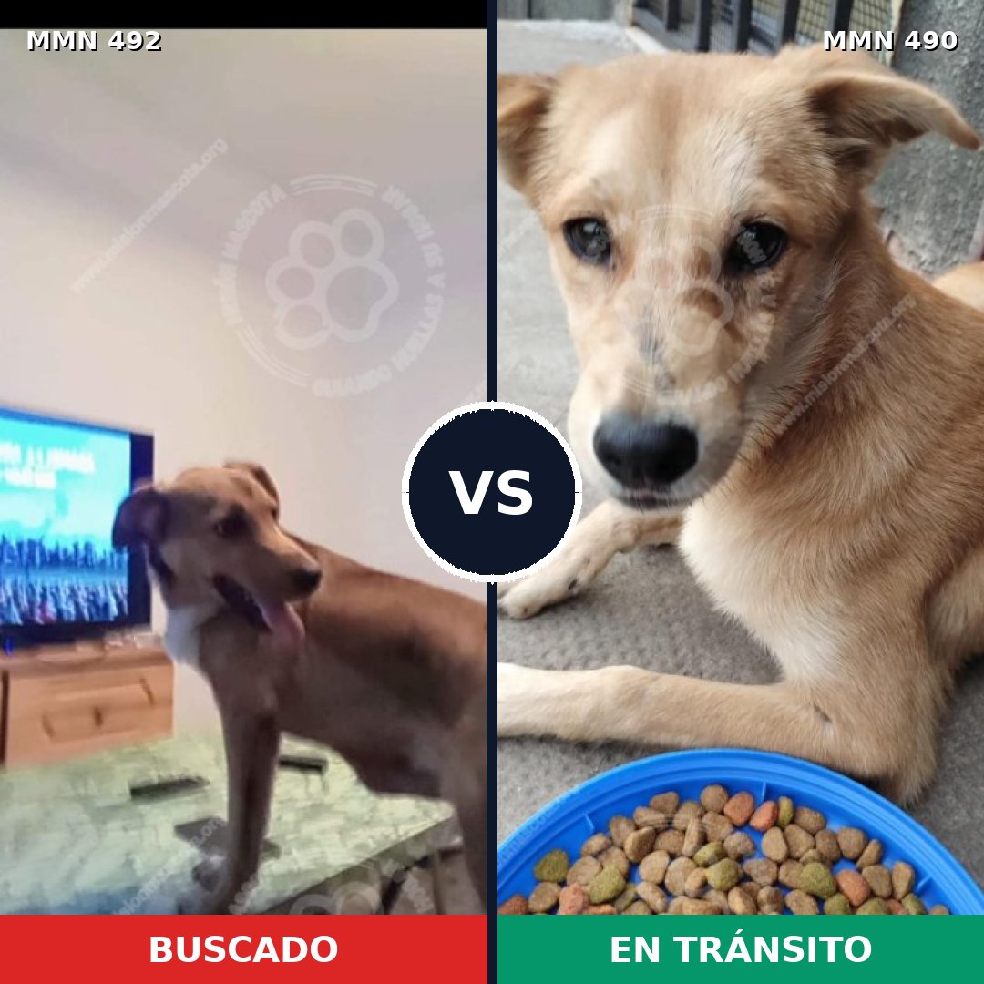 Comparativa MMS 8608: mascota perdida y mascota encontrada, 61% de similitud