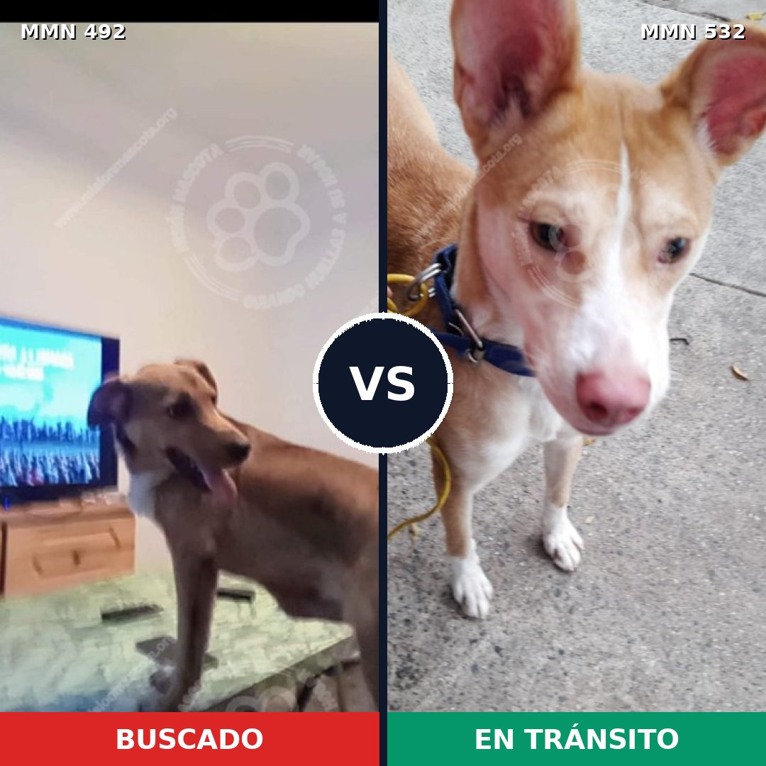 Comparativa MMS 8609: mascota perdida y mascota encontrada, 71% de similitud