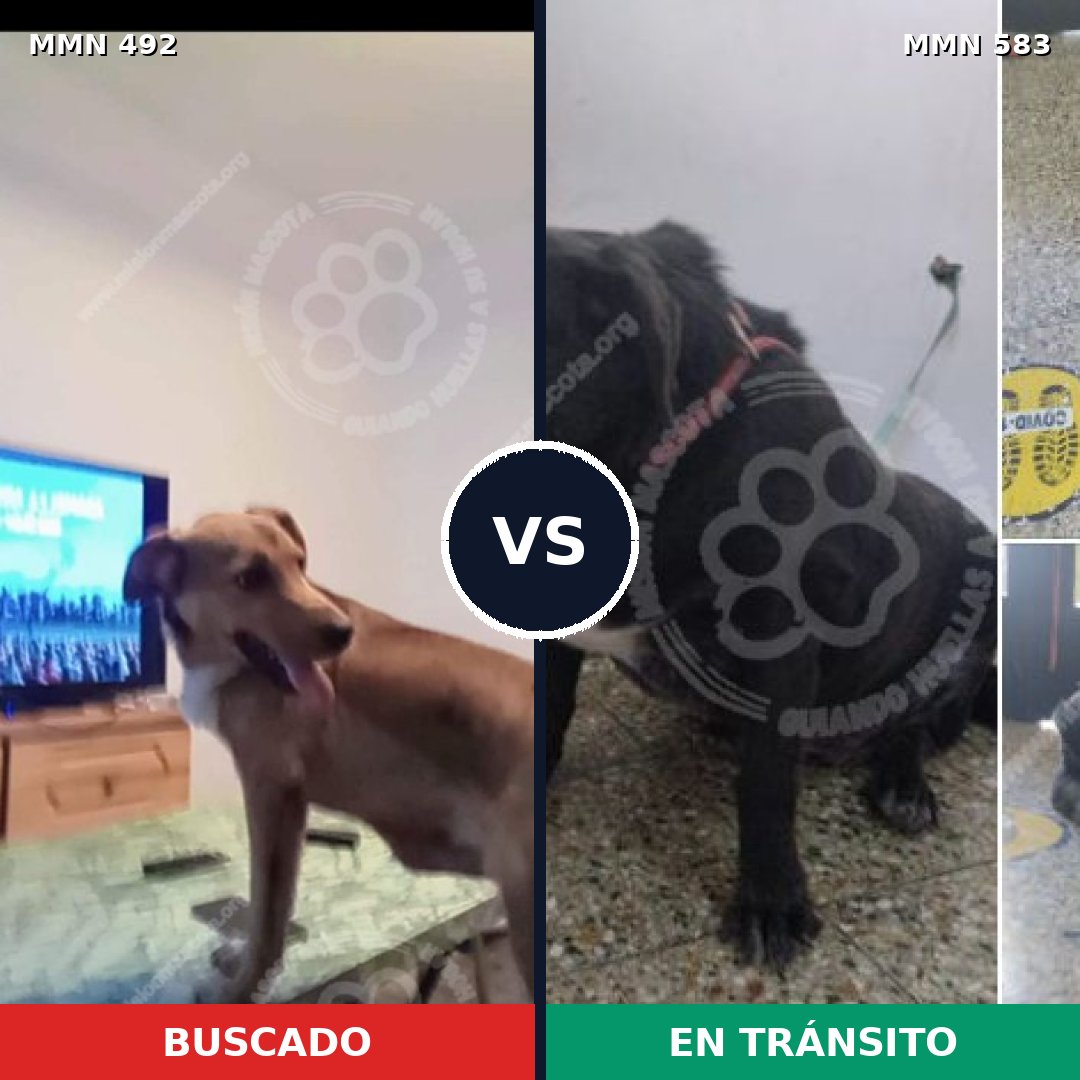 Comparativa MMS 8610: mascota perdida y mascota encontrada, 64% de similitud