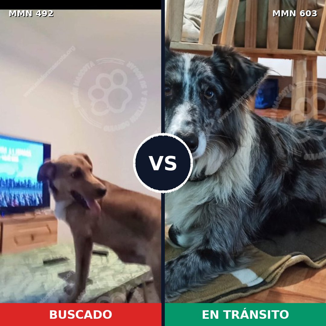 Comparativa MMS 8611: mascota perdida y mascota encontrada, 50% de similitud