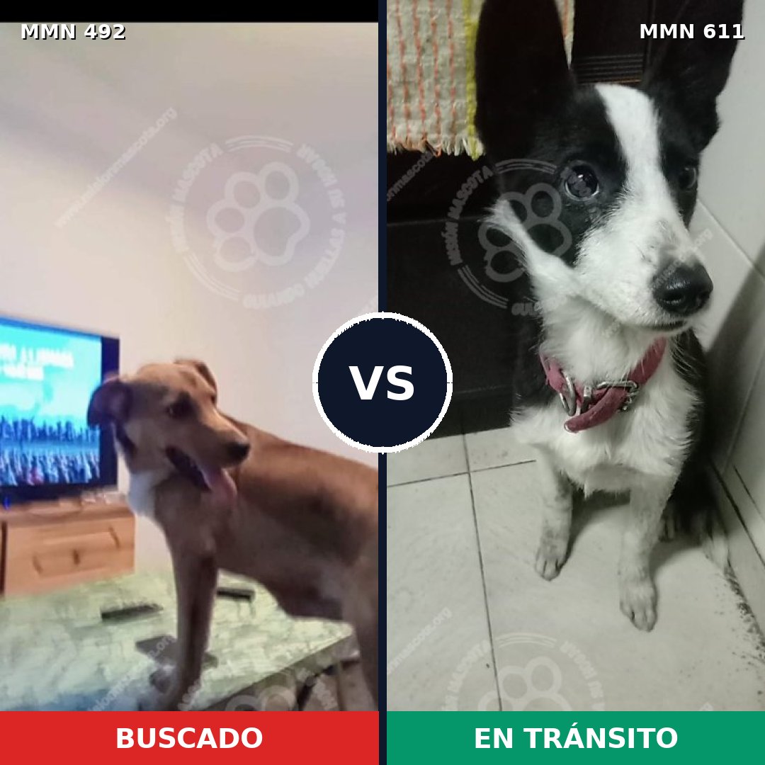 Comparativa MMS 8612: mascota perdida y mascota encontrada, 65% de similitud