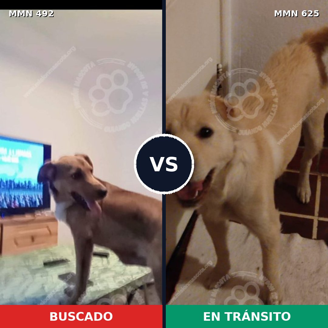 Comparativa MMS 8613: mascota perdida y mascota encontrada, 67% de similitud