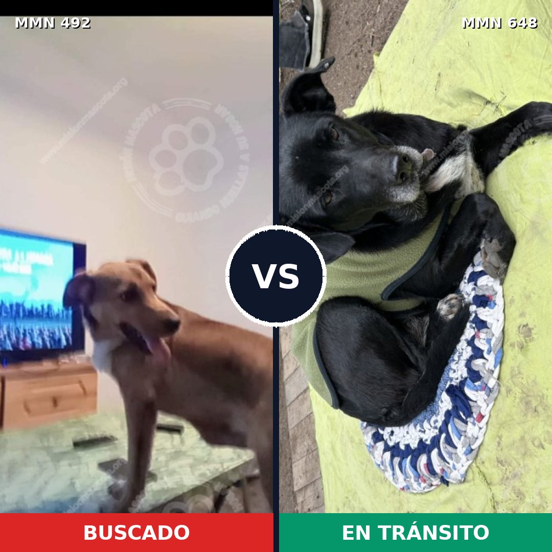 Comparativa MMS 8614: mascota perdida y mascota encontrada, 35% de similitud