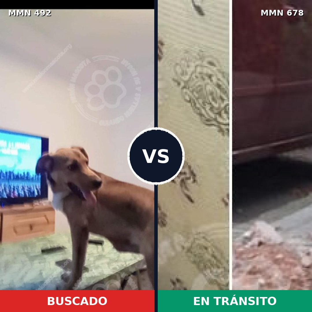 Comparativa MMS 8615: mascota perdida y mascota encontrada, 66% de similitud
