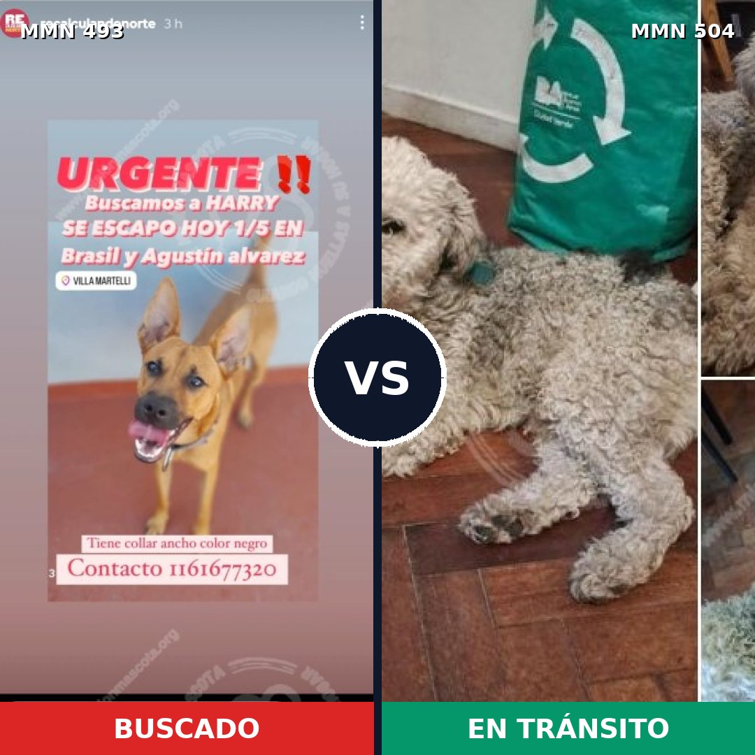 Comparativa MMS 8616: mascota perdida y mascota encontrada, 42% de similitud