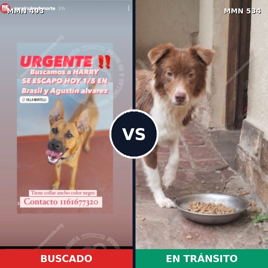Comparativa MMS 8618: mascota perdida y mascota encontrada, 73% de similitud