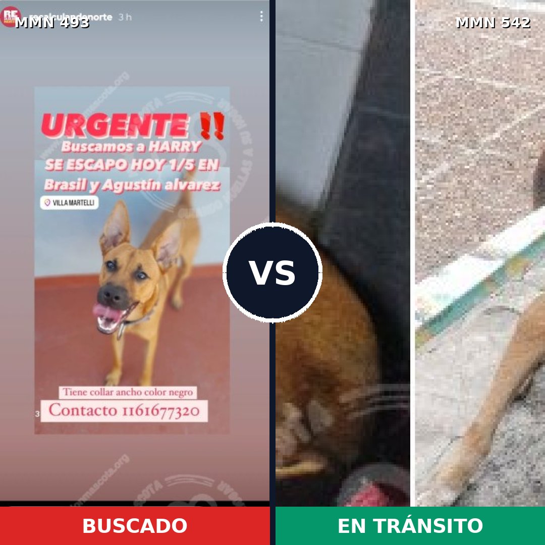 Comparativa MMS 8619: mascota perdida y mascota encontrada, 63% de similitud