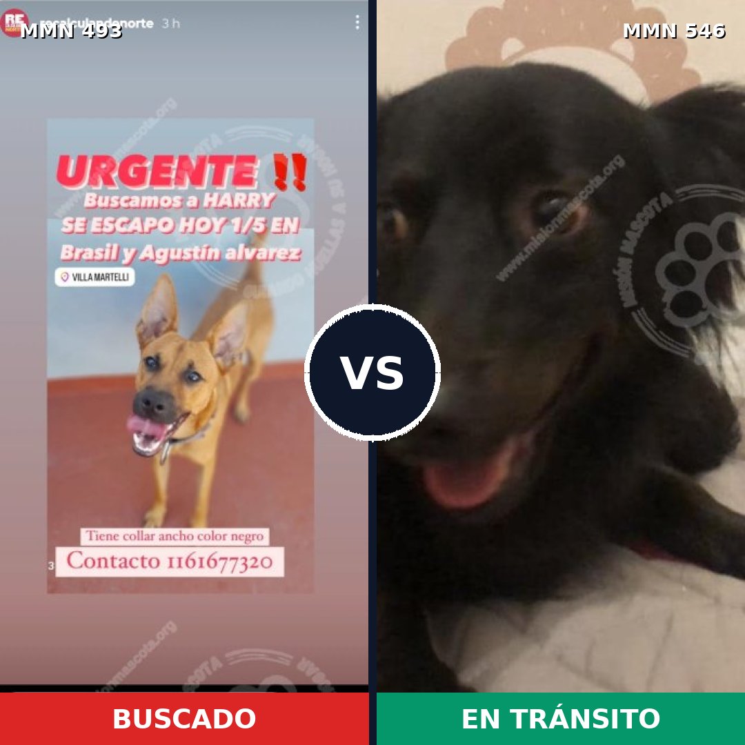 Comparativa MMS 8620: mascota perdida y mascota encontrada, 64% de similitud