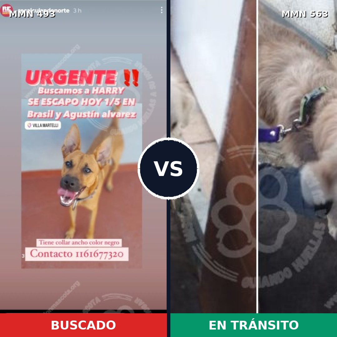 Comparativa MMS 8621: mascota perdida y mascota encontrada, 49% de similitud