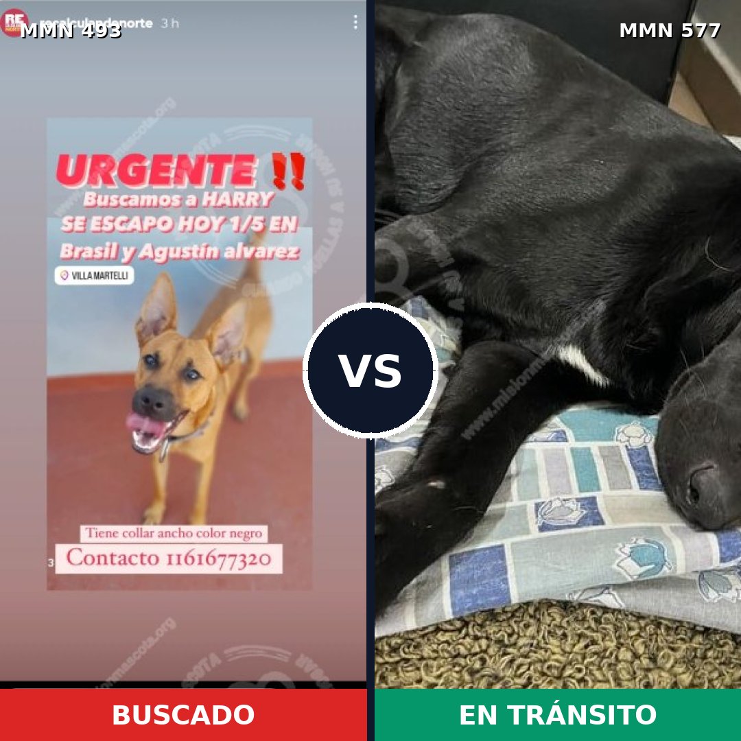 Comparativa MMS 8623: mascota perdida y mascota encontrada, 75% de similitud