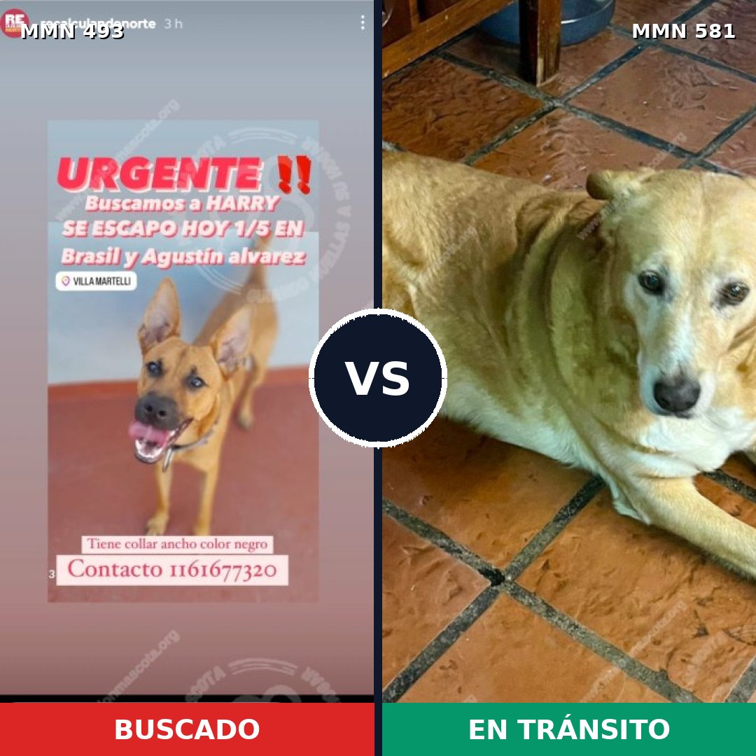 Comparativa MMS 8624: mascota perdida y mascota encontrada, 65% de similitud