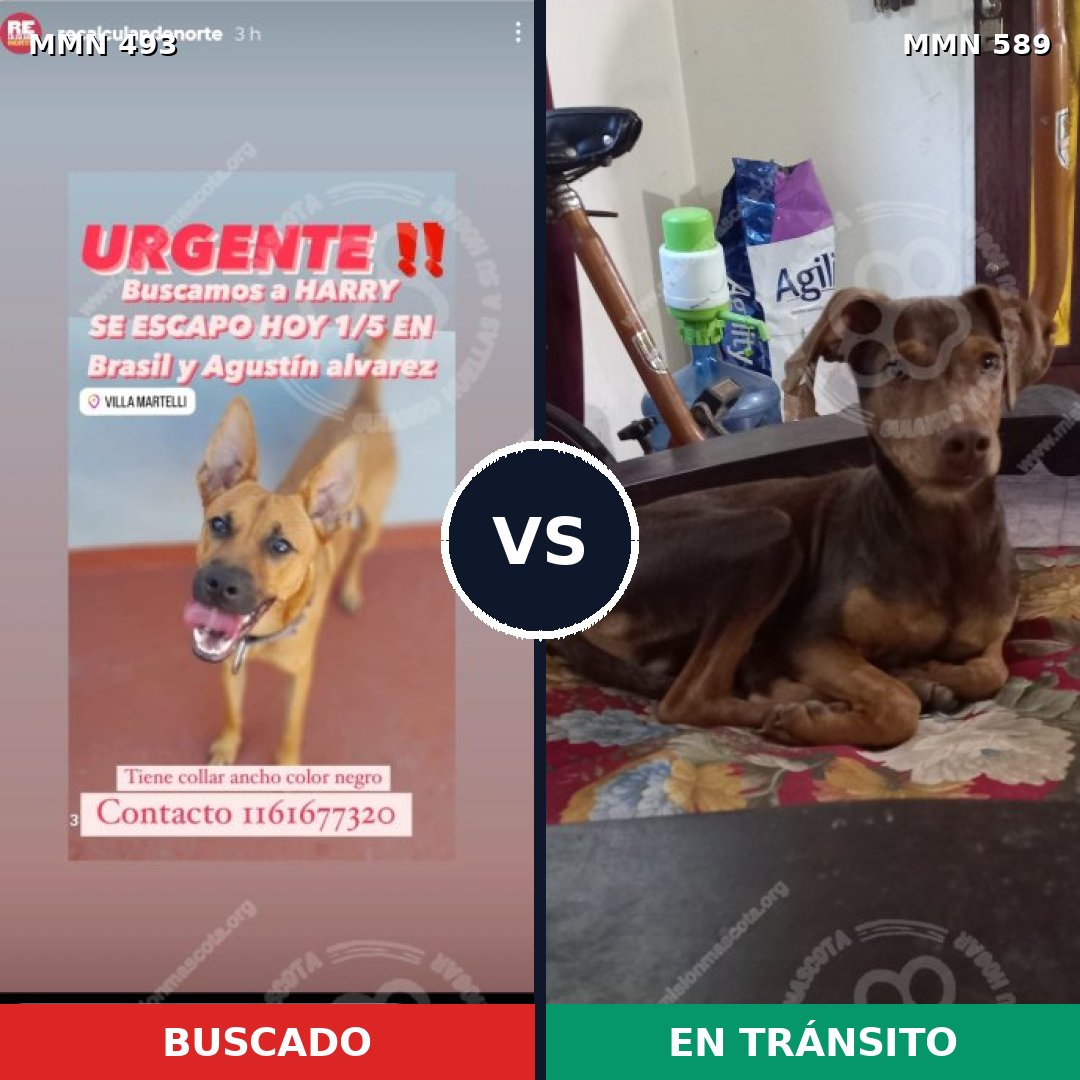 Comparativa MMS 8625: mascota perdida y mascota encontrada, 56% de similitud