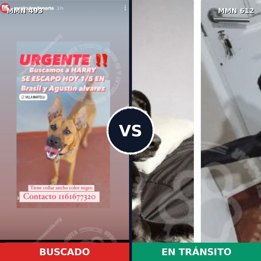 Comparativa MMS 8627: mascota perdida y mascota encontrada, 75% de similitud