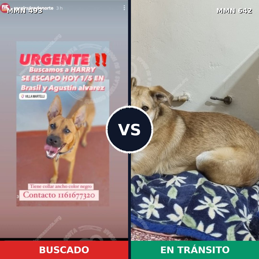 Comparativa MMS 8629: mascota perdida y mascota encontrada, 73% de similitud