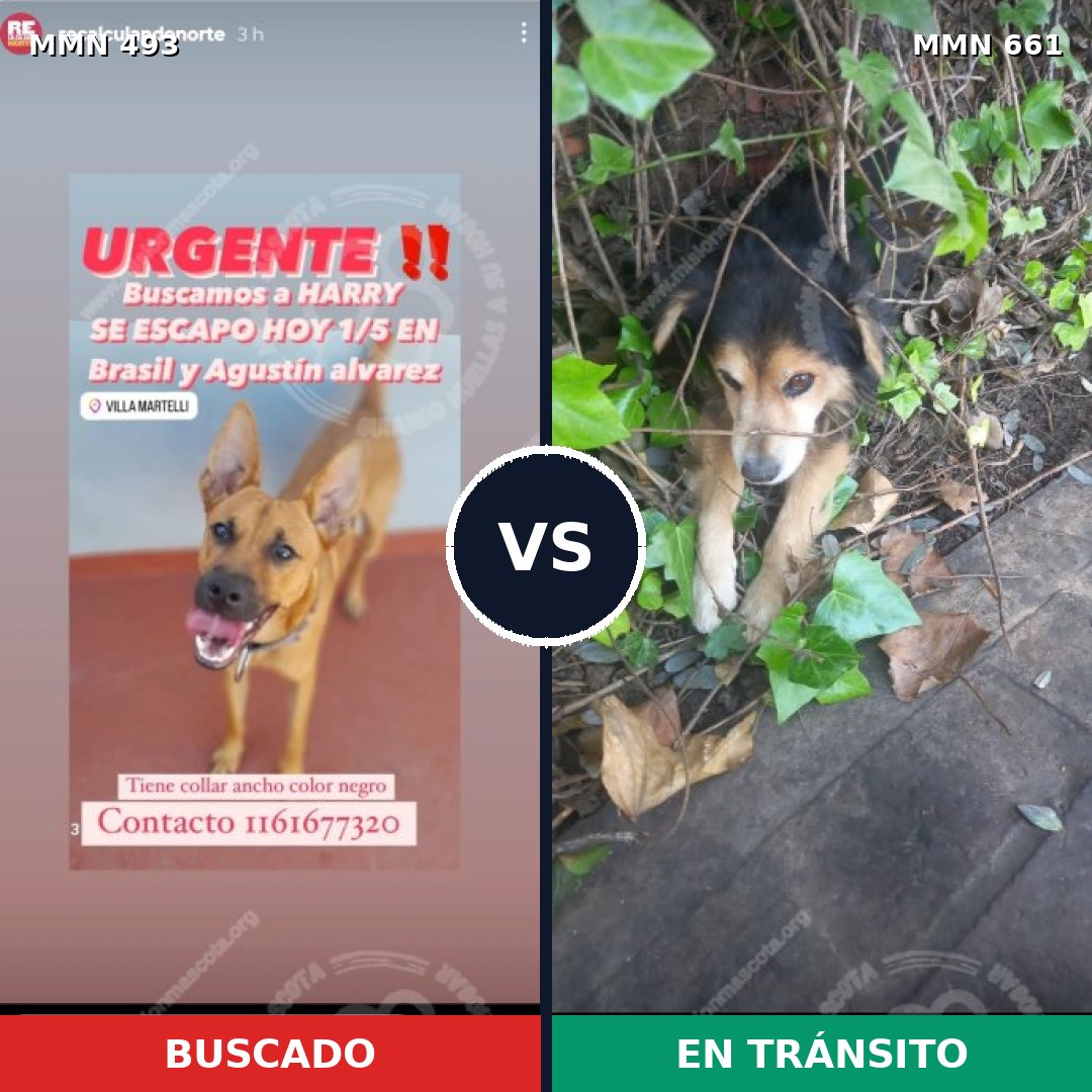 Comparativa MMS 8630: mascota perdida y mascota encontrada, 38% de similitud