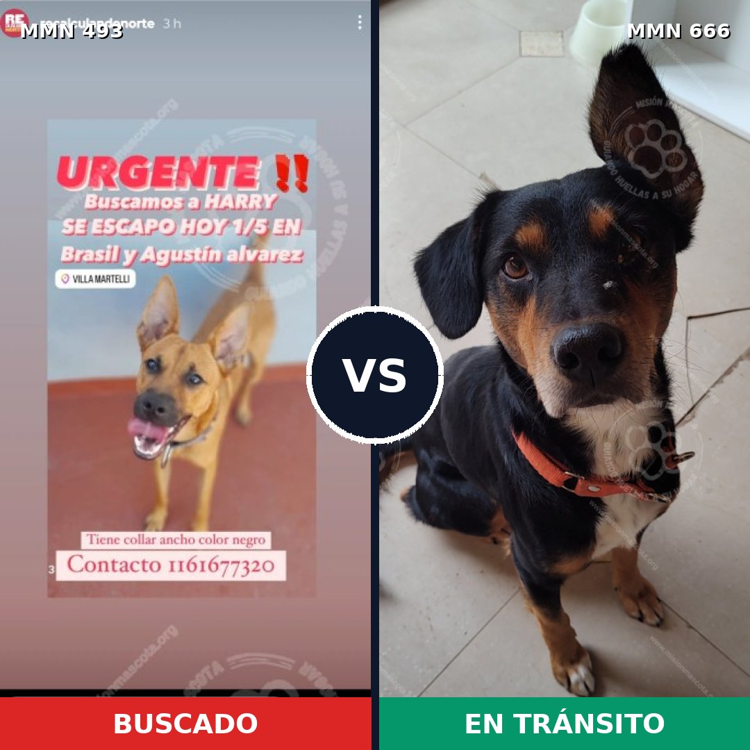 Comparativa MMS 8632: mascota perdida y mascota encontrada, 50% de similitud