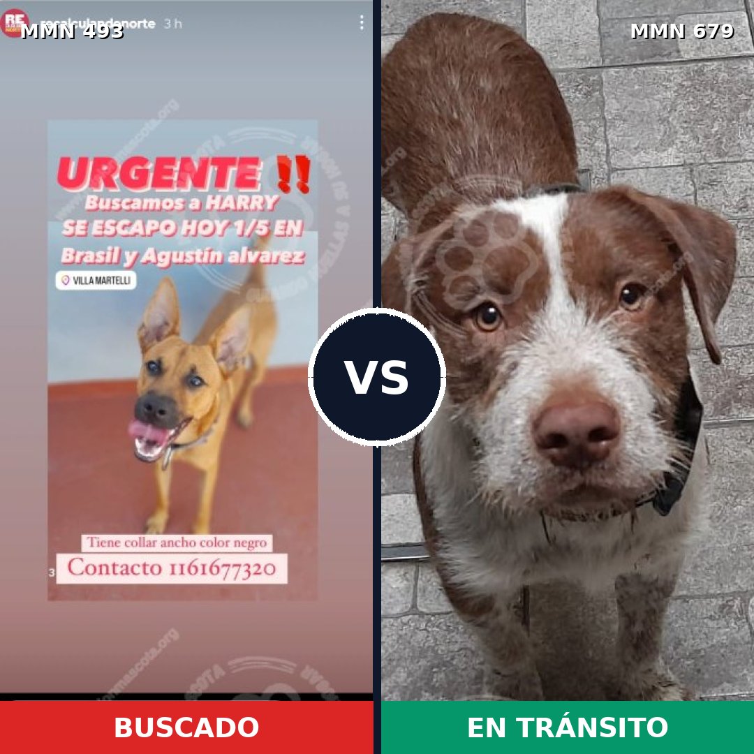 Comparativa MMS 8633: mascota perdida y mascota encontrada, 61% de similitud