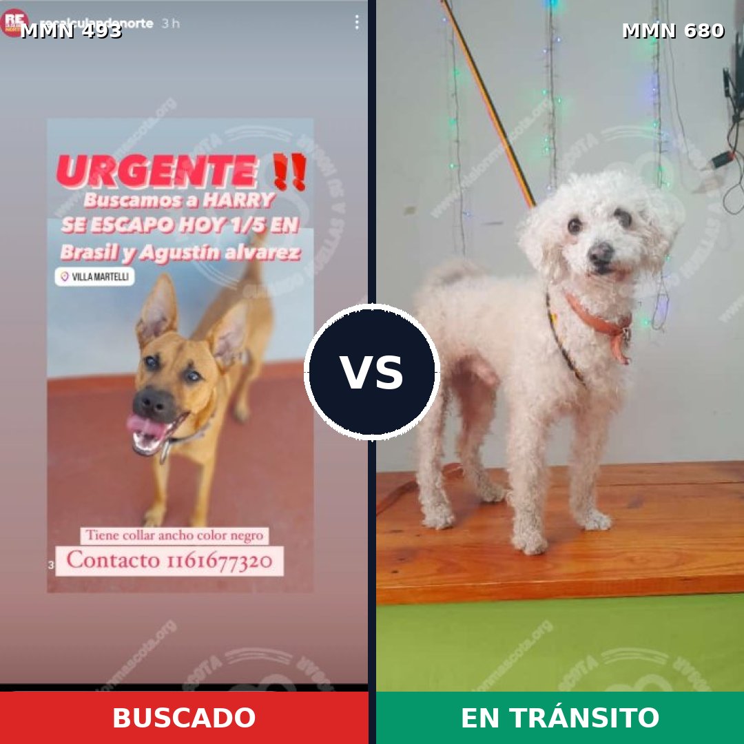 Comparativa MMS 8634: mascota perdida y mascota encontrada, 32% de similitud