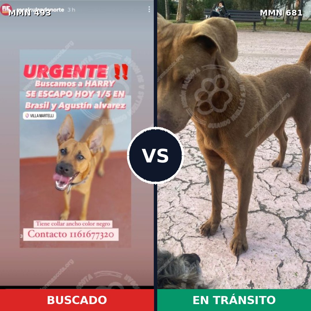 Comparativa MMS 8635: mascota perdida y mascota encontrada, 38% de similitud