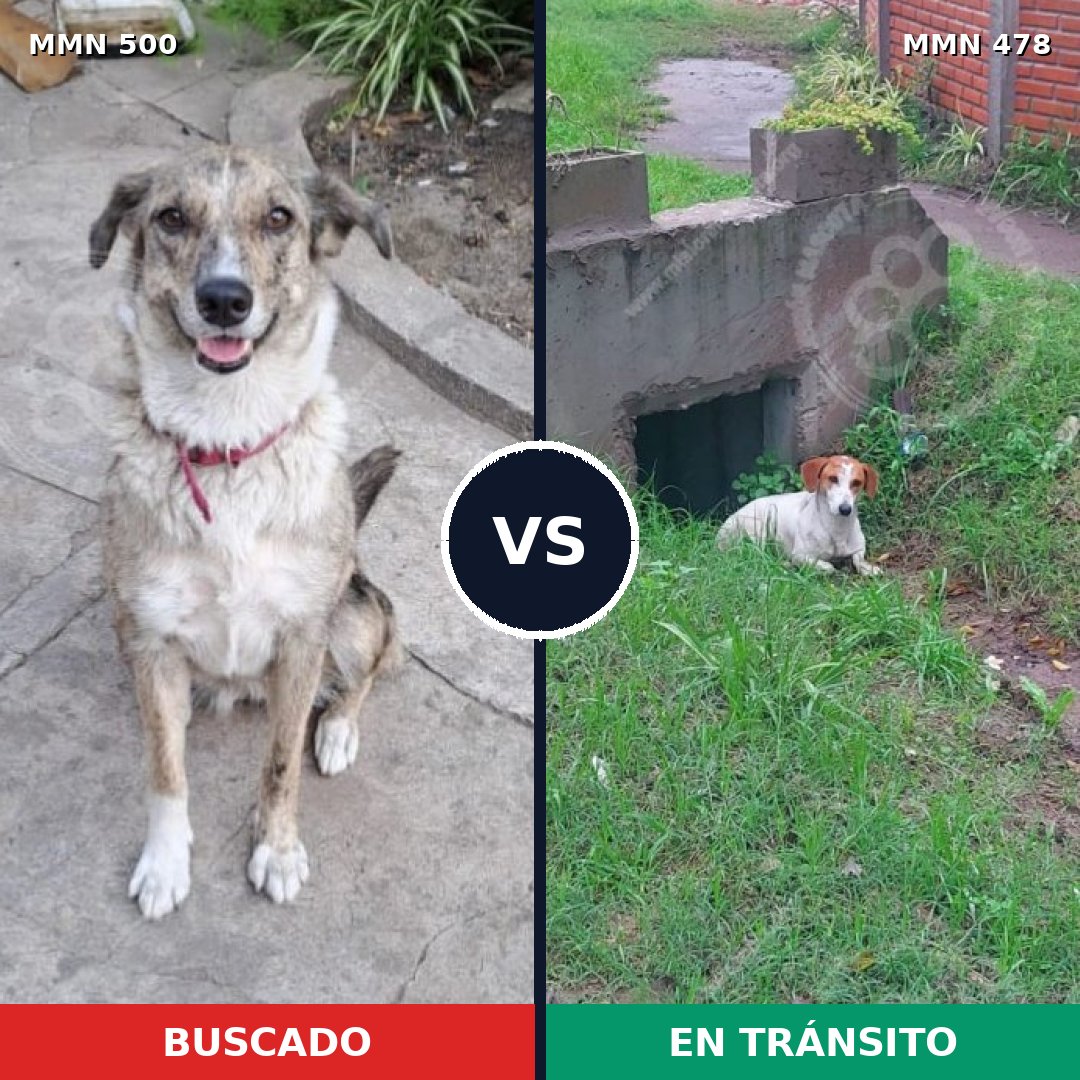 Comparativa MMS 8636: mascota perdida y mascota encontrada, 61% de similitud