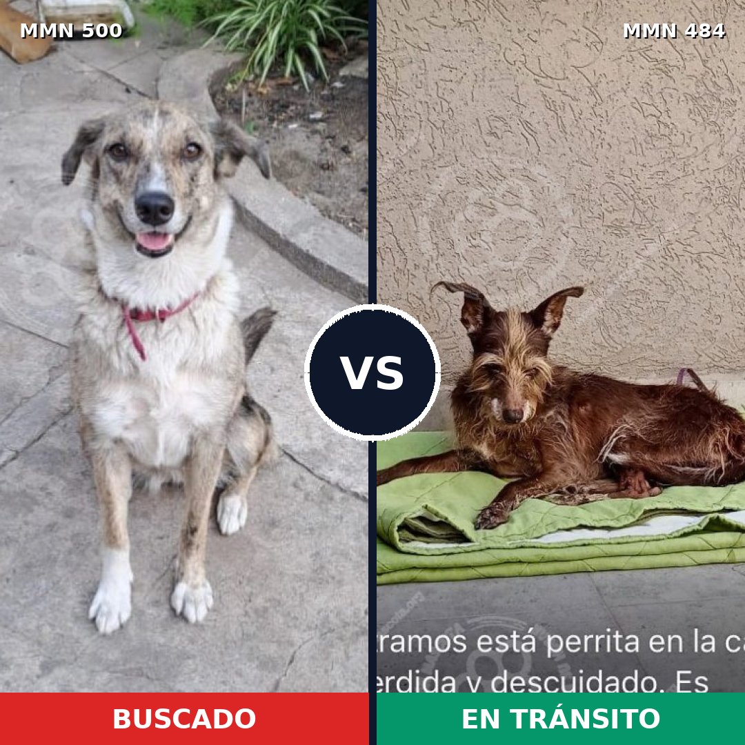 Comparativa MMS 8637: mascota perdida y mascota encontrada, 46% de similitud