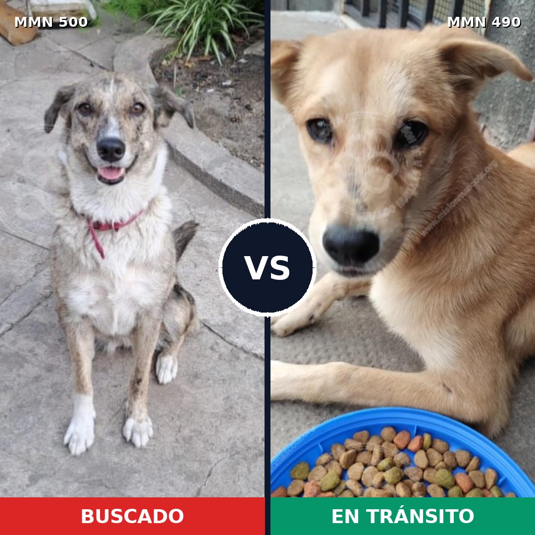 Comparativa MMS 8639: mascota perdida y mascota encontrada, 32% de similitud