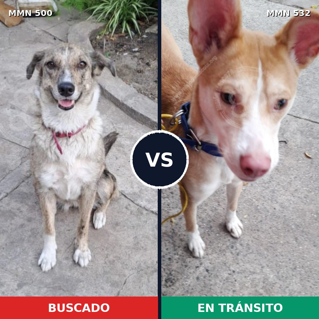 Comparativa MMS 8640: mascota perdida y mascota encontrada, 51% de similitud