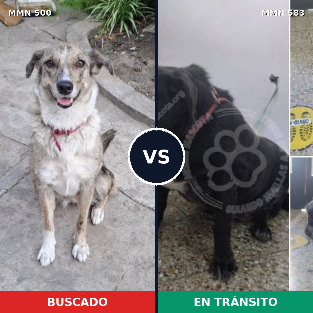 Comparativa MMS 8641: mascota perdida y mascota encontrada, 46% de similitud