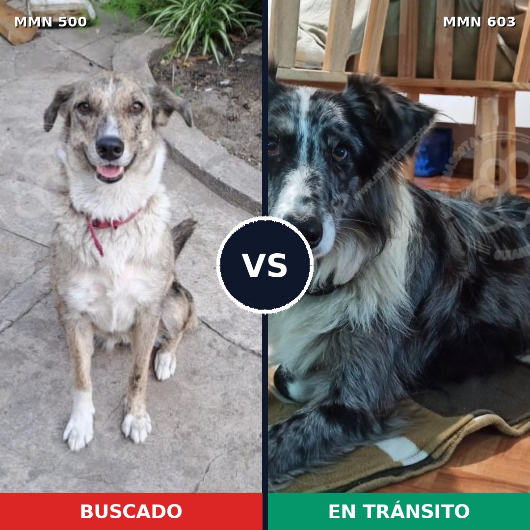 Comparativa MMS 8642: mascota perdida y mascota encontrada, 30% de similitud