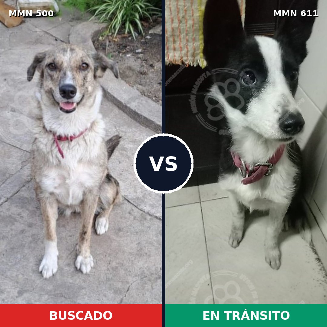 Comparativa MMS 8643: mascota perdida y mascota encontrada, 47% de similitud