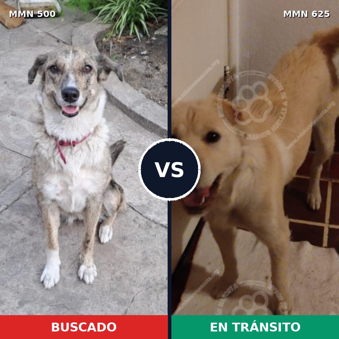 Comparativa MMS 8644: mascota perdida y mascota encontrada, 63% de similitud