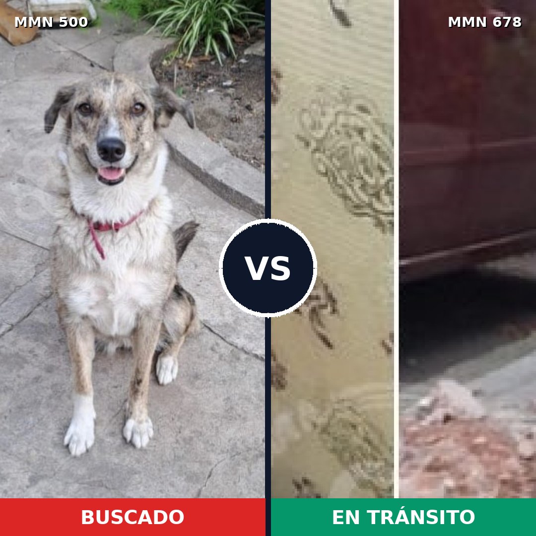 Comparativa MMS 8645: mascota perdida y mascota encontrada, 50% de similitud
