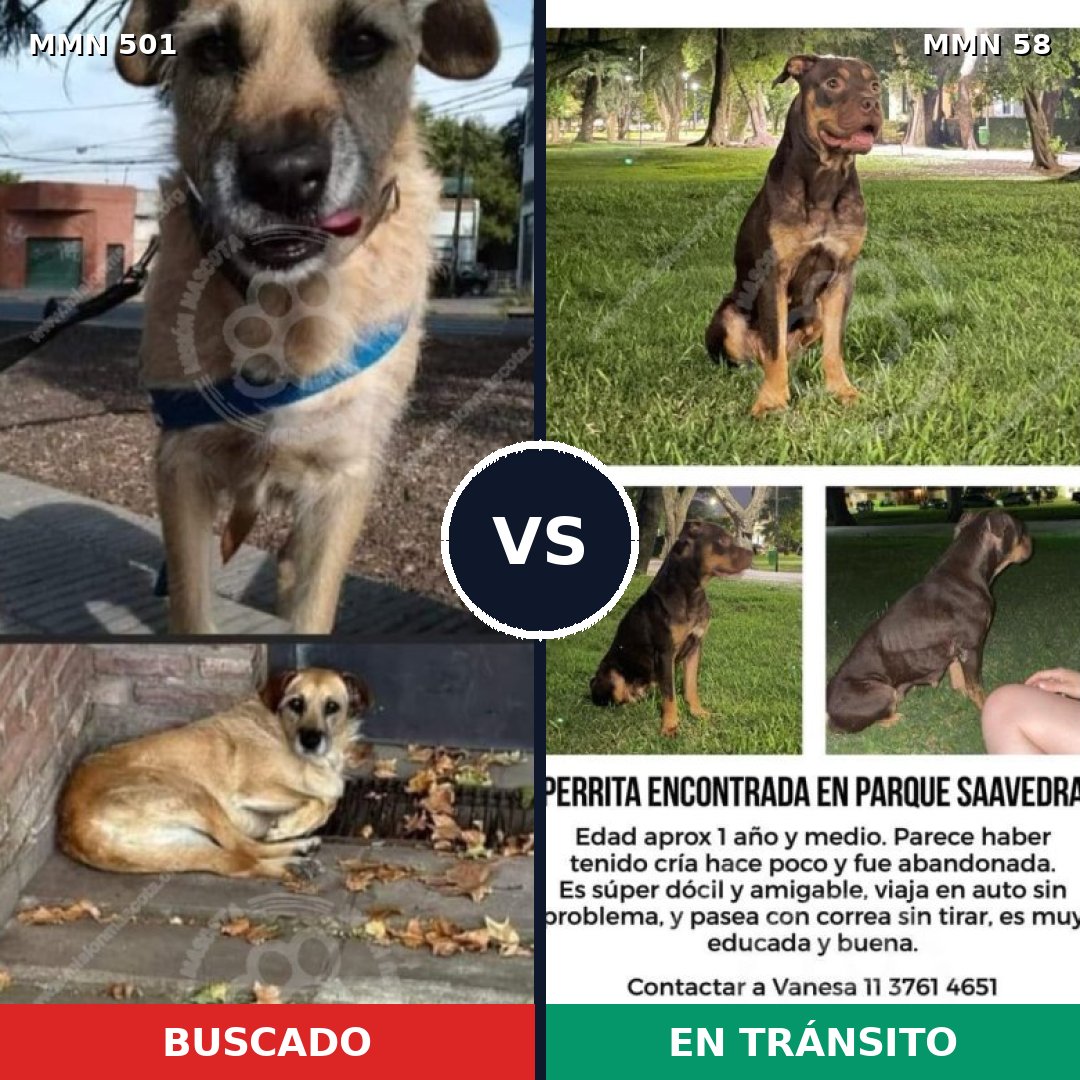 Comparativa MMS 8646: mascota perdida y mascota encontrada, 62% de similitud