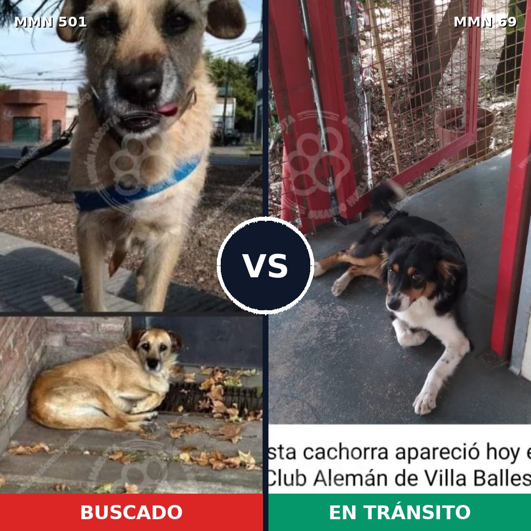 Comparativa MMS 8648: mascota perdida y mascota encontrada, 65% de similitud