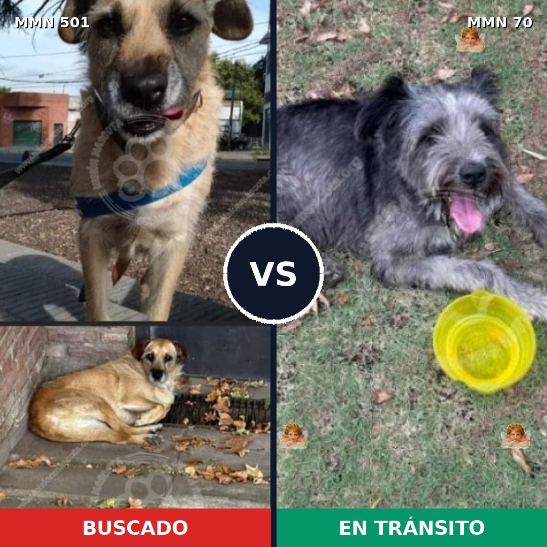 Comparativa MMS 8649: mascota perdida y mascota encontrada, 62% de similitud