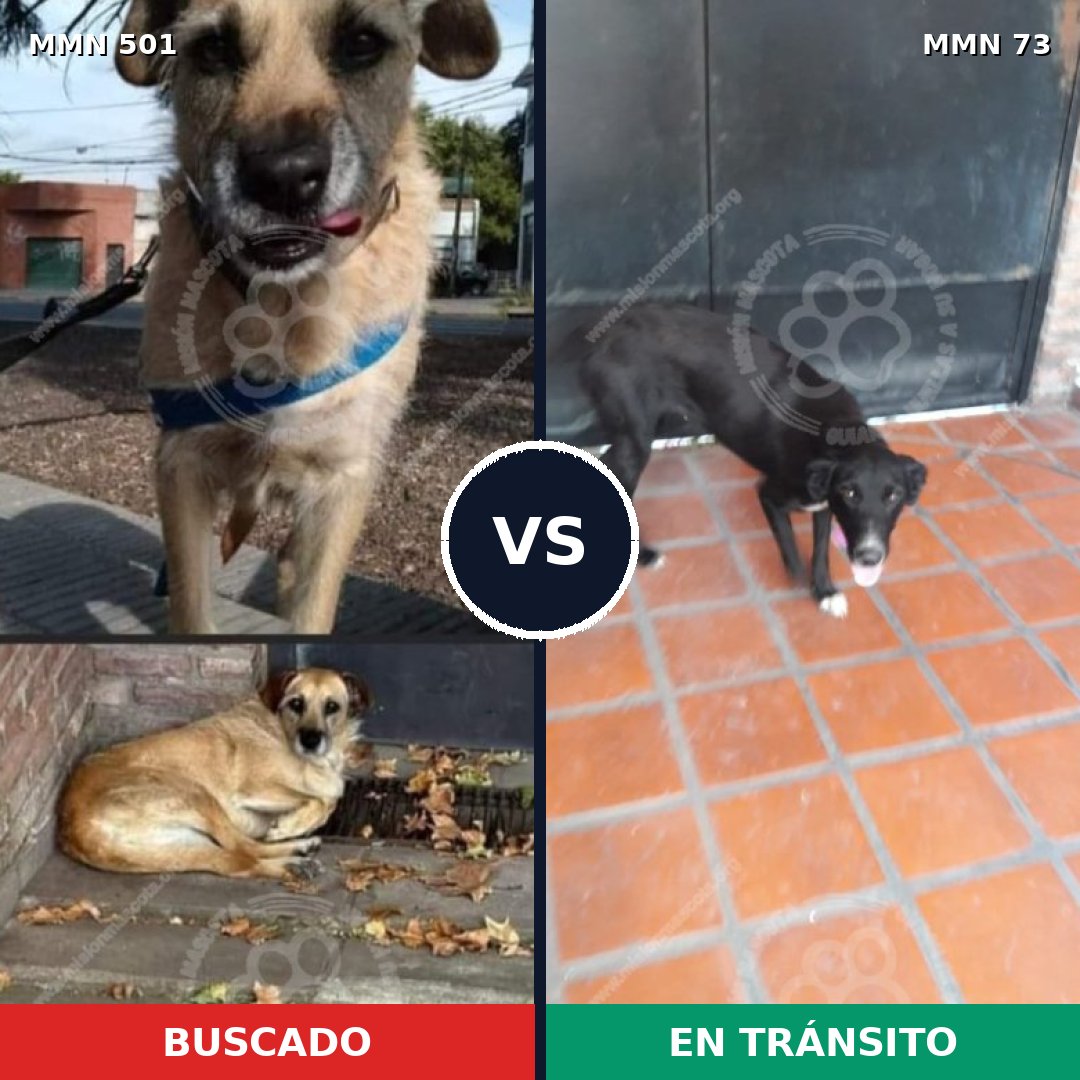 Comparativa MMS 8650: mascota perdida y mascota encontrada, 60% de similitud
