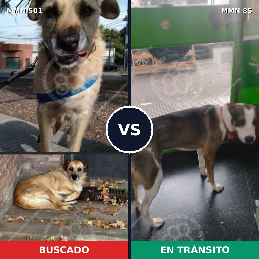 Comparativa MMS 8651: mascota perdida y mascota encontrada, 53% de similitud
