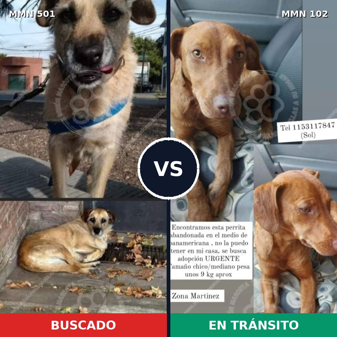 Comparativa MMS 8652: mascota perdida y mascota encontrada, 62% de similitud