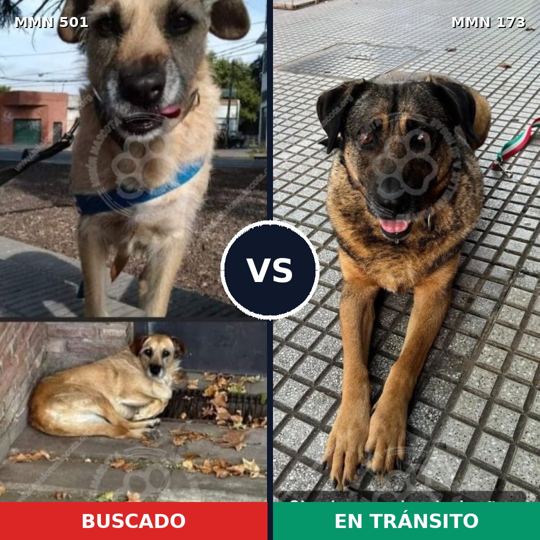 Comparativa MMS 8656: mascota perdida y mascota encontrada, 49% de similitud