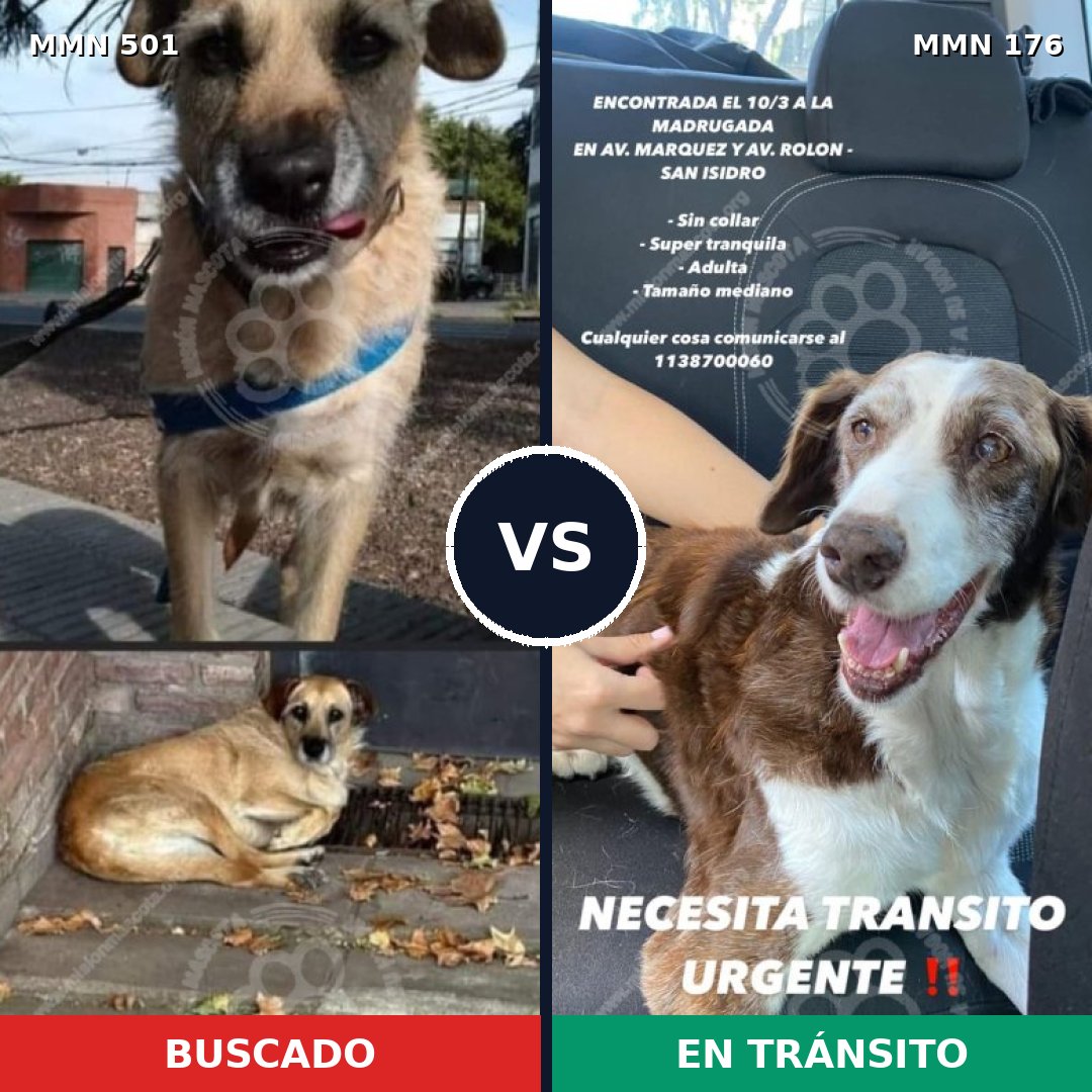 Comparativa MMS 8657: mascota perdida y mascota encontrada, 63% de similitud