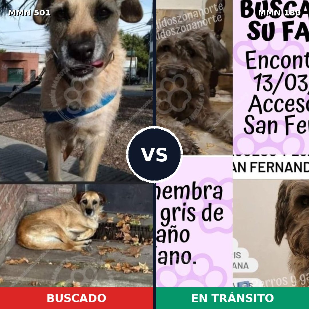 Comparativa MMS 8658: mascota perdida y mascota encontrada, 59% de similitud