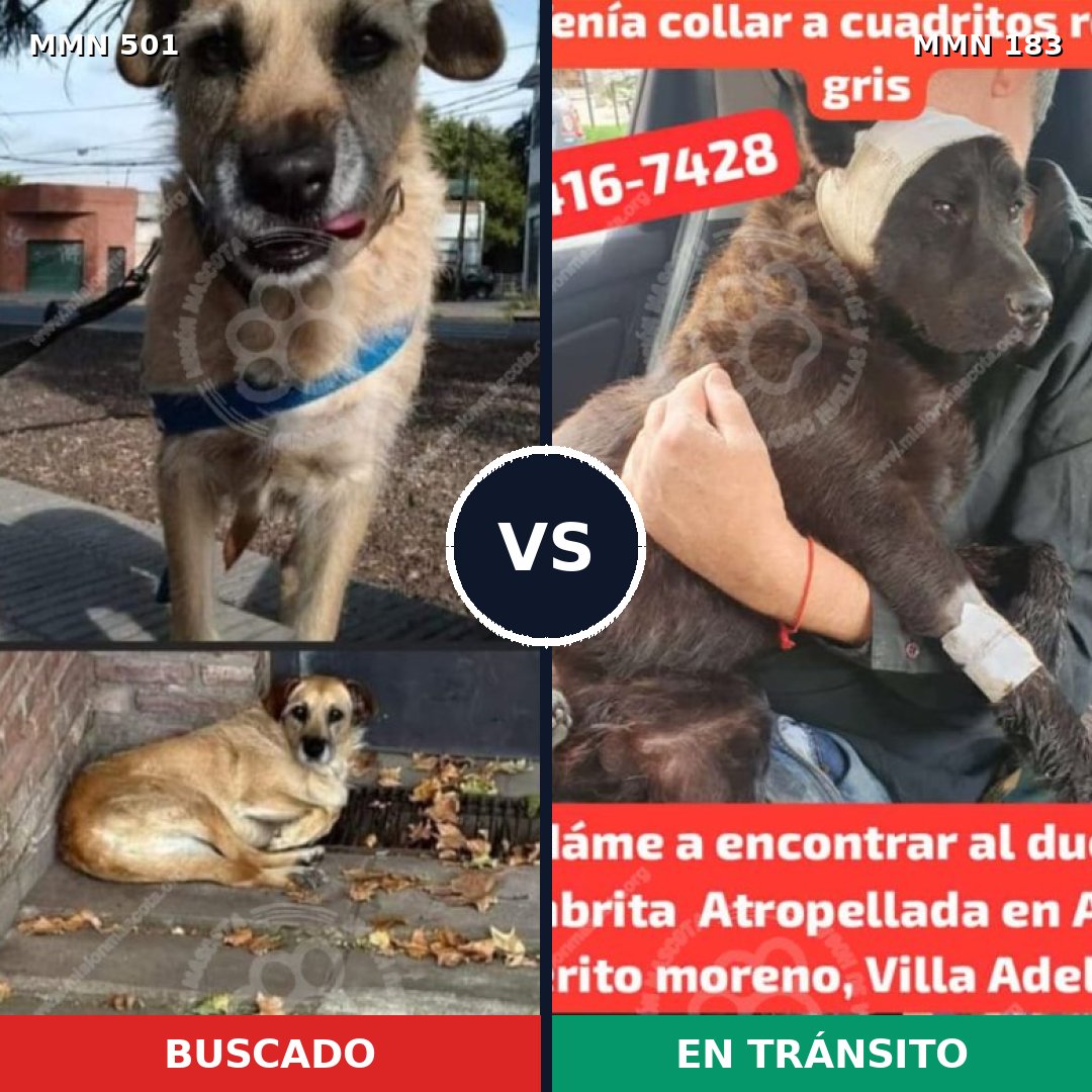 Comparativa MMS 8660: mascota perdida y mascota encontrada, 49% de similitud
