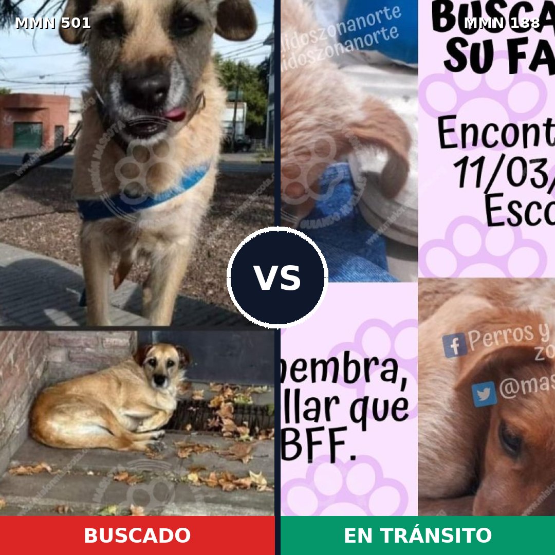 Comparativa MMS 8662: mascota perdida y mascota encontrada, 57% de similitud