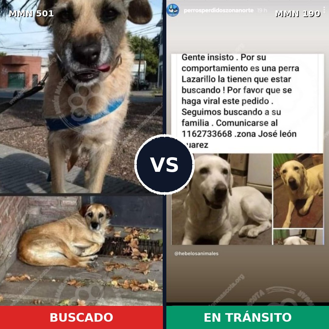 Comparativa MMS 8663: mascota perdida y mascota encontrada, 36% de similitud