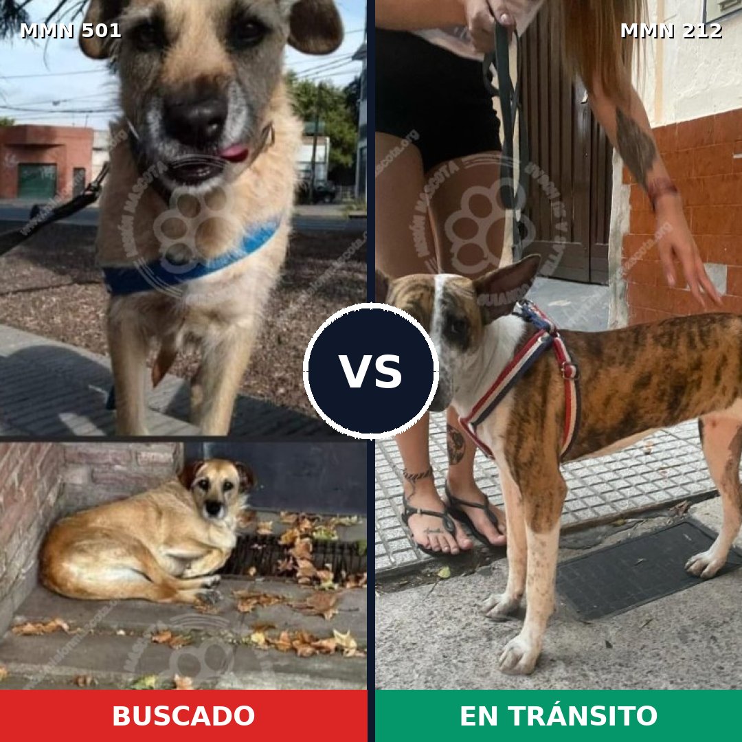 Comparativa MMS 8664: mascota perdida y mascota encontrada, 61% de similitud