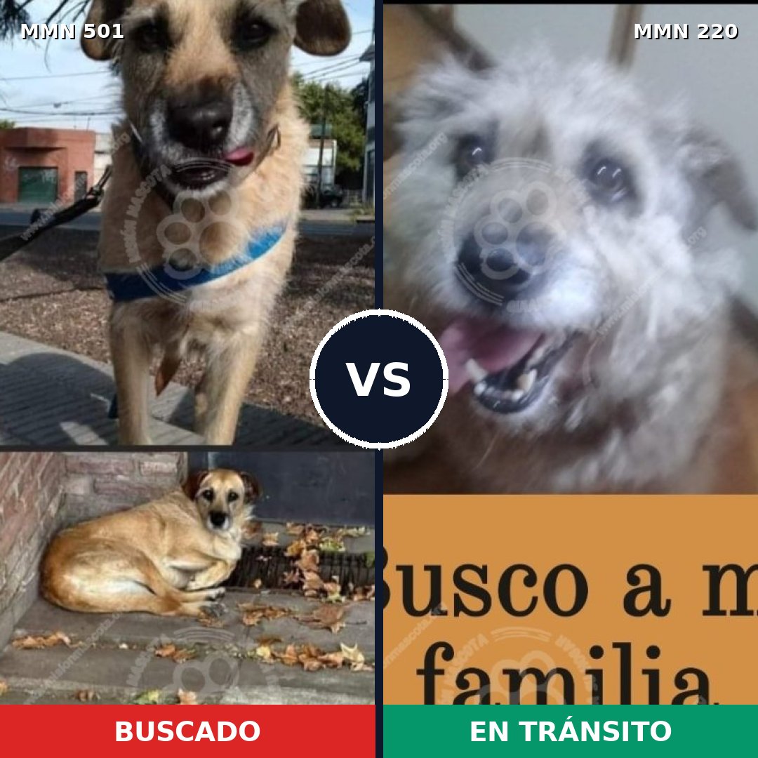 Comparativa MMS 8666: mascota perdida y mascota encontrada, 69% de similitud