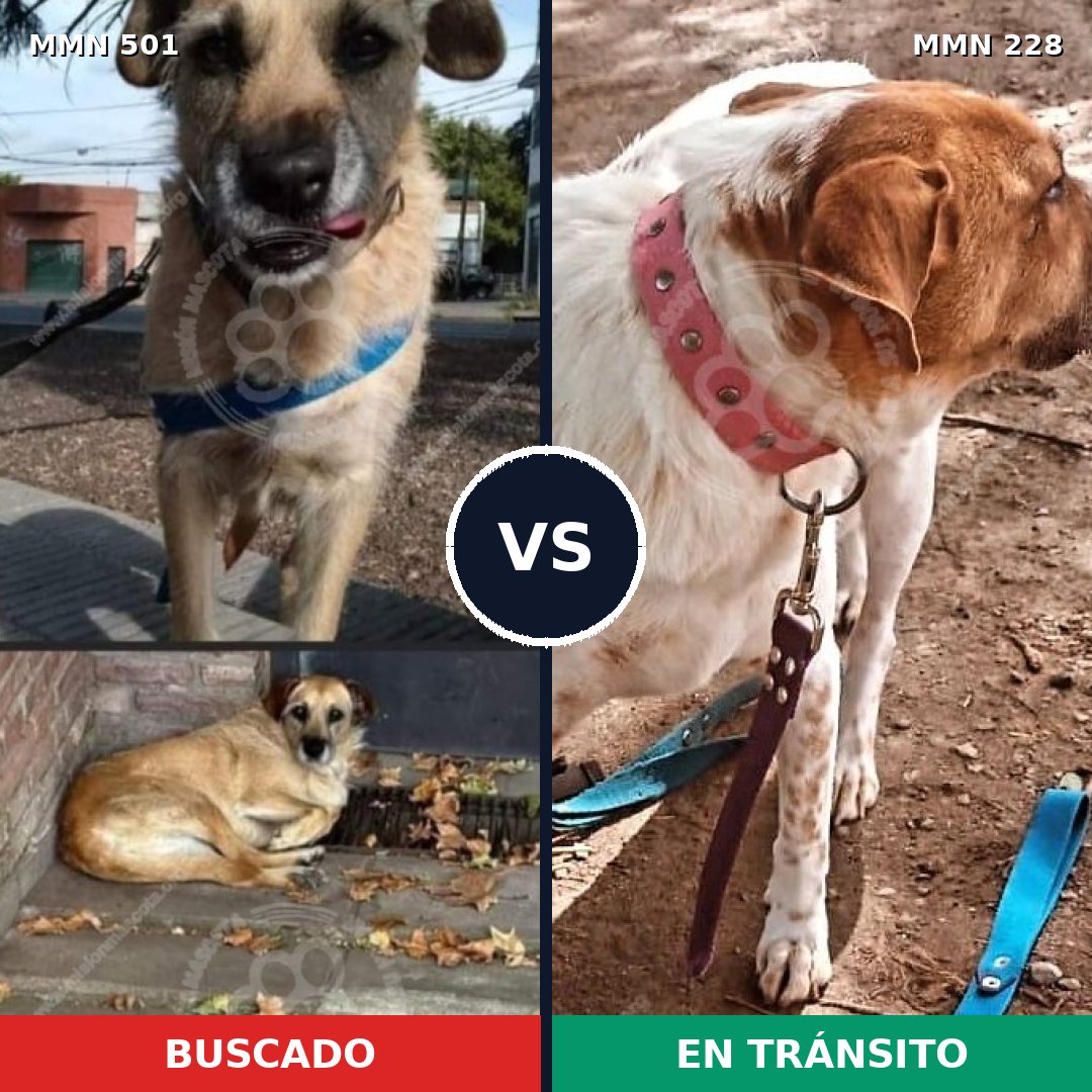 Comparativa MMS 8667: mascota perdida y mascota encontrada, 52% de similitud