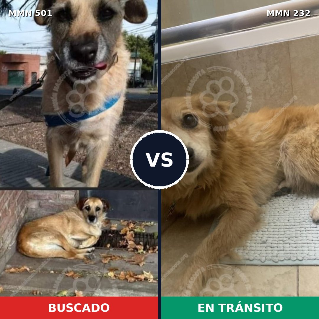 Comparativa MMS 8668: mascota perdida y mascota encontrada, 58% de similitud
