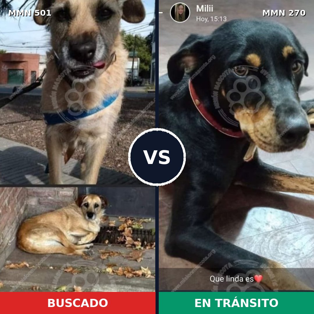 Comparativa MMS 8670: mascota perdida y mascota encontrada, 62% de similitud